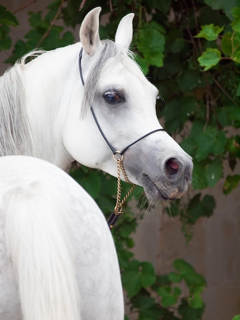 Foto close-up do cavalo branco de pé contra as plantas