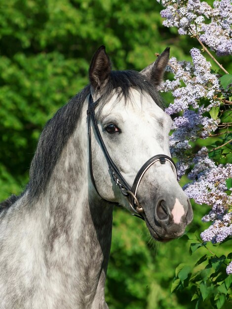 Close-up do cavalo branco