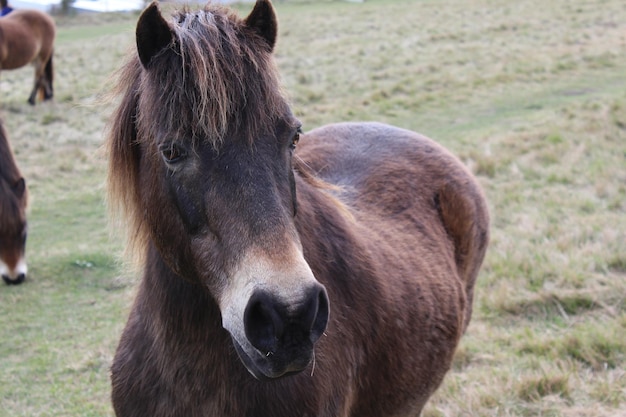 Close-up do cavalo no campo