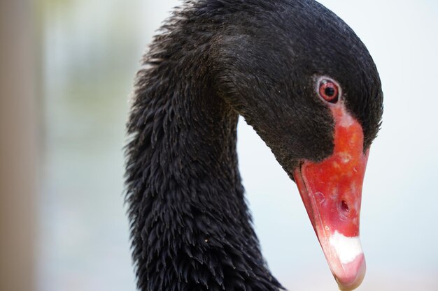 Foto close-up do cisne preto