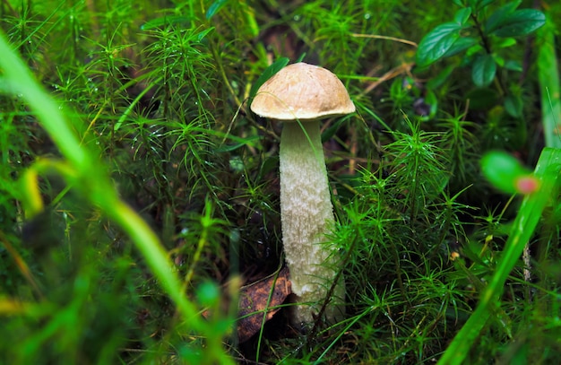 Close-up do cogumelo do boleto jovem. Colheita de cogumelos na floresta da Carélia, na Rússia.