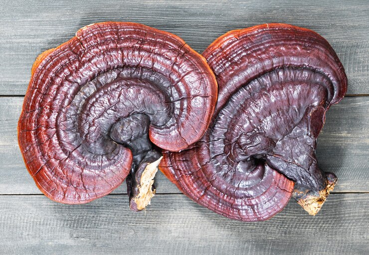 Foto close up do cogumelo ling zhi, cogumelo ganoderma lucidum no chão de madeira