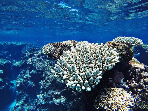 Close-up do coral subaquático