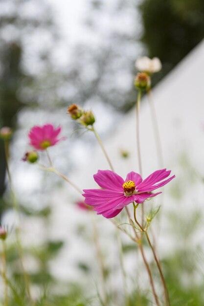 Foto close-up do cosmos rosa florescendo ao ar livre