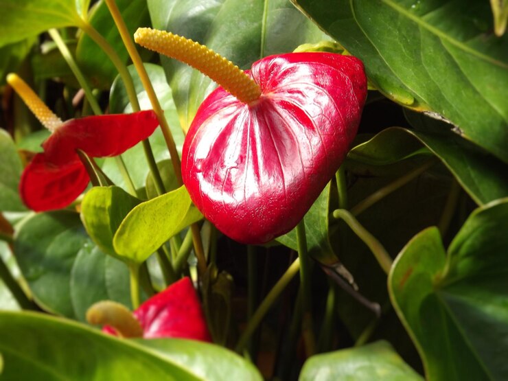 Foto close-up do crescimento da flor vermelha