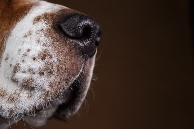 Close-up do focinho de um lindo cachorro beagle americano