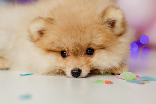 Close-up do focinho de um pequeno pomeranian fofo vermelho