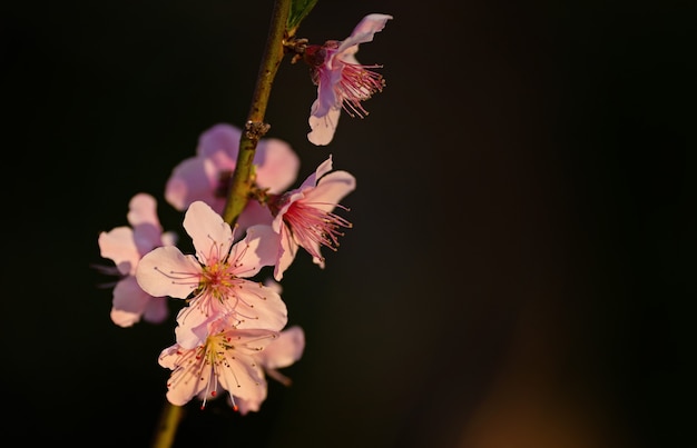 Close-up do foco seletivo de lindas flores de nectarina rosa em uma árvore com sol pintando.