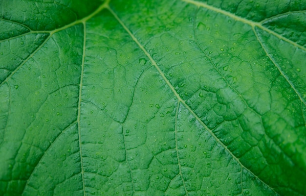 Close-up do fundo da folha verde. Textura natural. A beleza está na natureza.