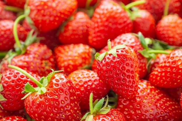 Close up do fundo da fruta morango vermelha madura orgânica fresca