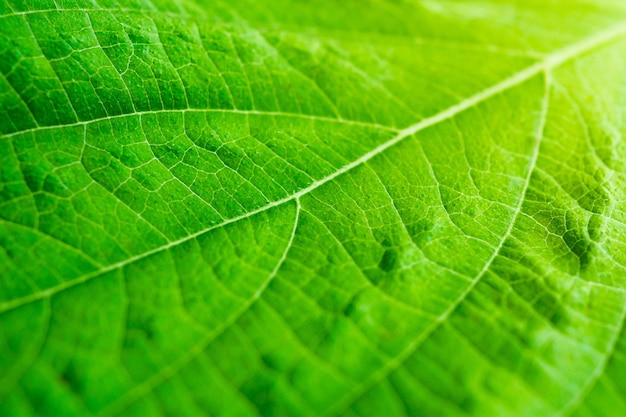 Close-up do fundo da textura da folha verde