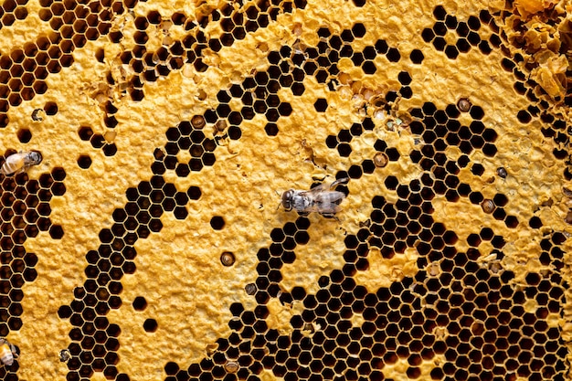 close-up do fundo da textura do favo de mel