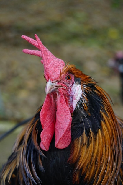 Foto close-up do galo