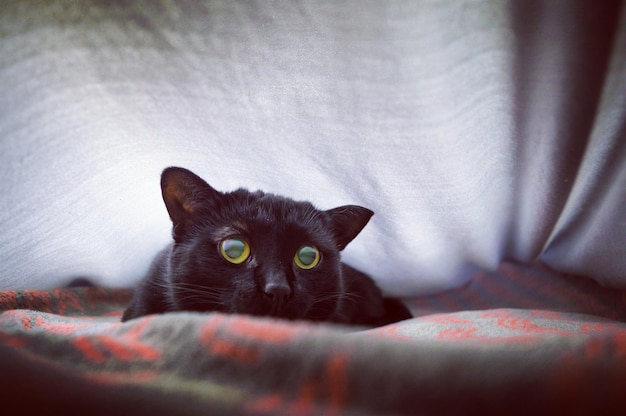 Close-up do gato deitado na cama