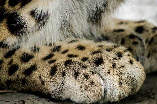 Close-up do gato dormindo