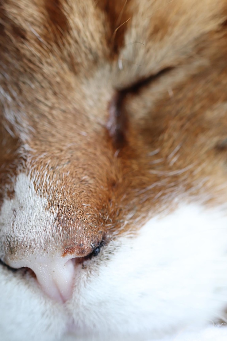 Foto close-up do gato dormindo