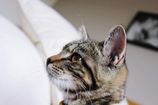 Close-up do gato olhando para longe em casa