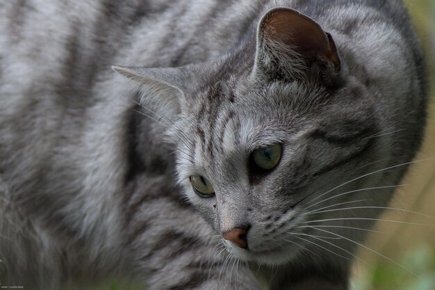 Close-up do gato olhando para longe