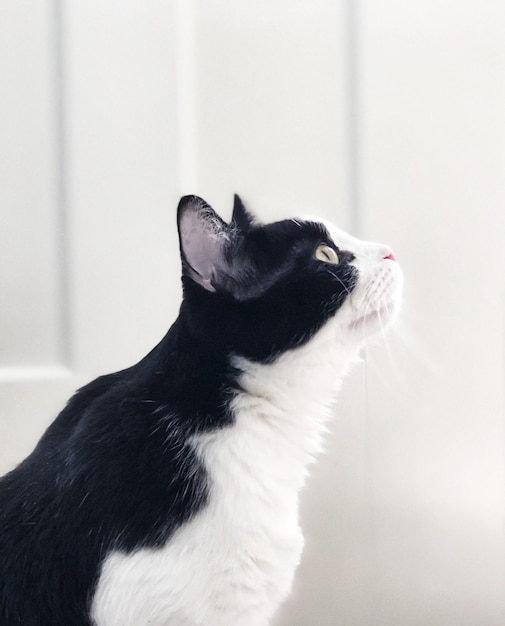 Close-up do gato olhando para longe