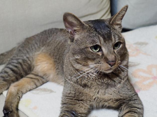 Close-up do gato olhando para longe