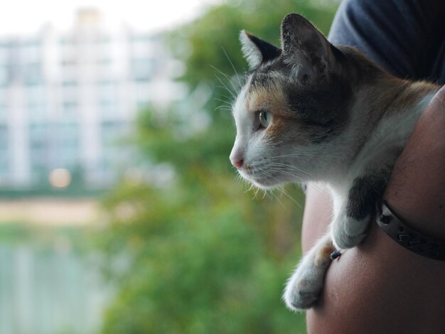 Close-up do gato olhando para longe