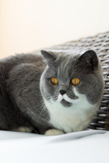 Close-up do gato olhando para longe