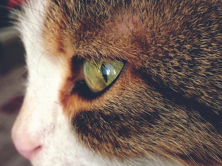Foto close-up do gato olhando para outro lado