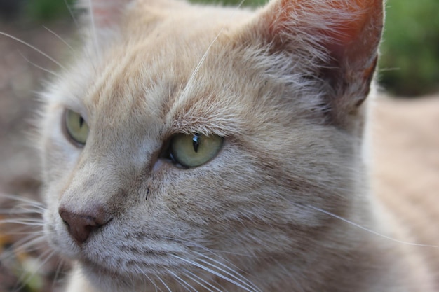 Close-up do gato olhando para outro lado