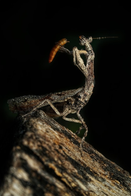 Foto close-up do inseto mantis africano sobre fundo preto