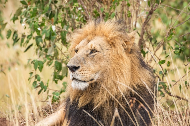Foto close-up do leão