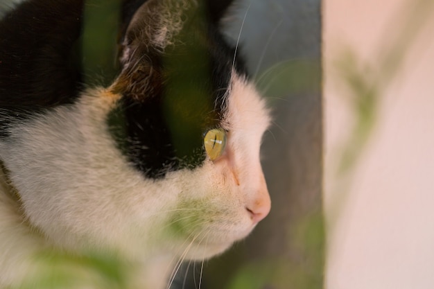 Close-up do lindo gato malhado