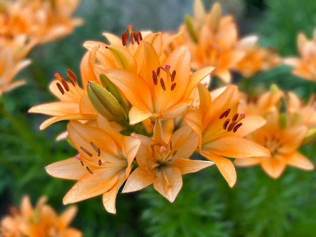 Close-up do lírio bulboso (Lilium Bulbiferum)