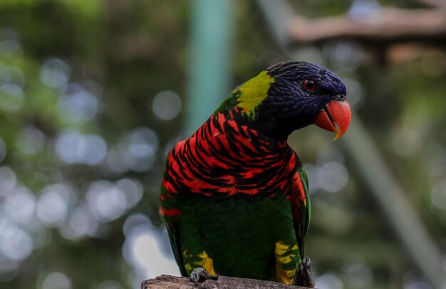 Foto close-up do lorikeet arco-íris empoleirado em um ramo