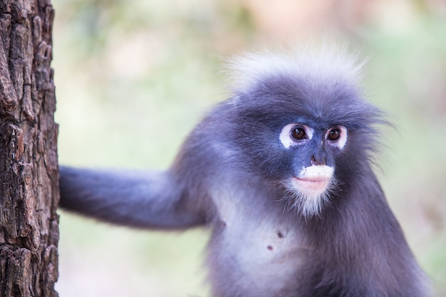 Foto close-up do macaco dusky langur