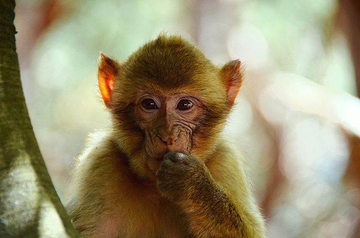 Foto close-up do macaco em la montagne des singes na alsácia