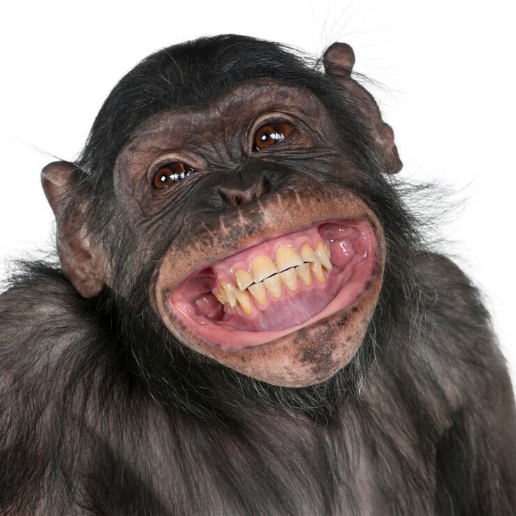 Foto close-up do macaco mixedbreed entre o chimpanzé e o bonobo sorrindo