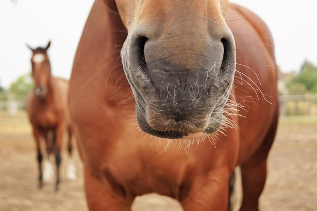 Foto close-up do nariz do cavalo