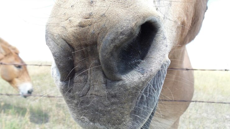 Foto close-up do nariz do cavalo