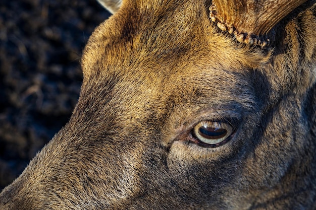 Close-up do olho de um animal