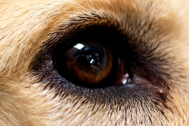 Close-up do olho de um golden retriever