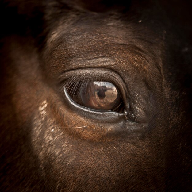 Foto close-up do olho do animal