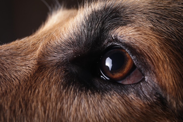 Foto close-up do olho do cão