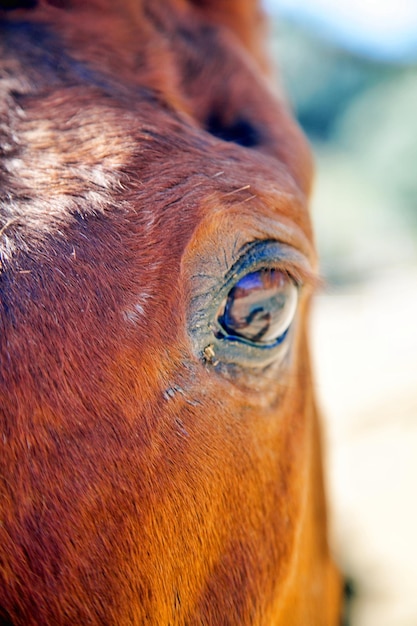 Foto close-up do olho do cavalo