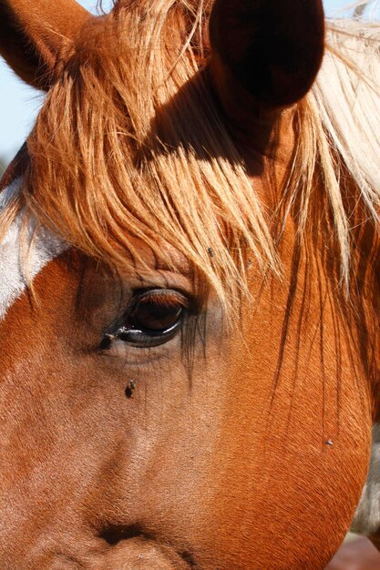 Foto close-up do olho do cavalo