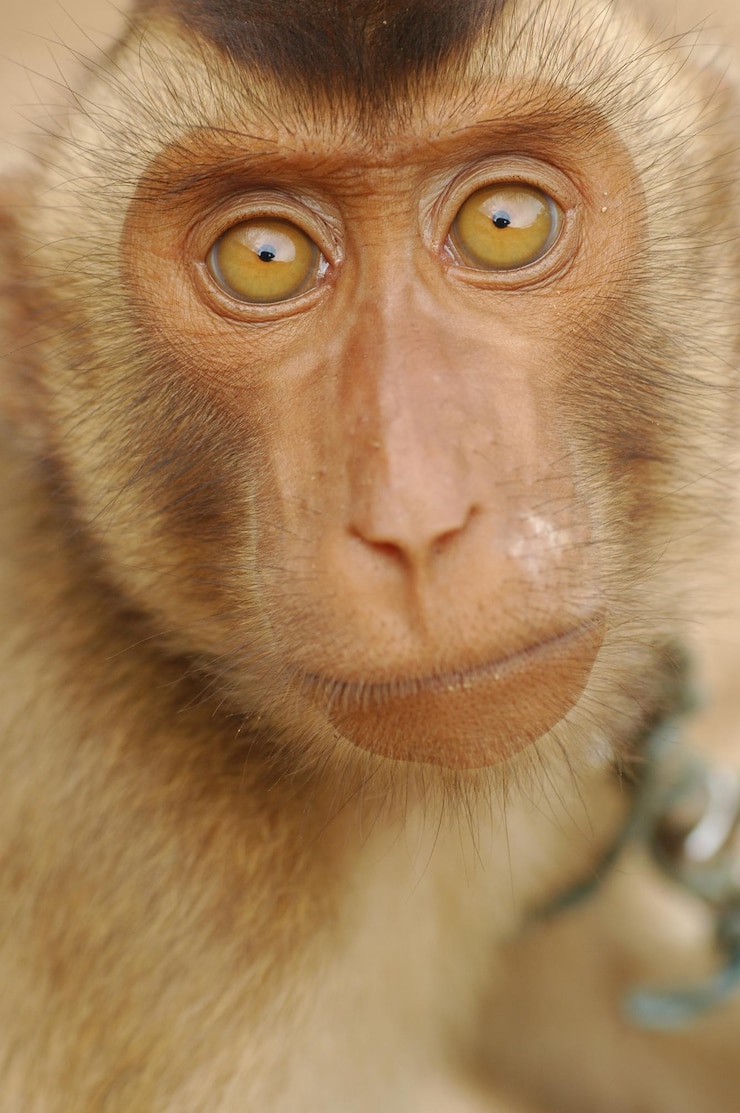 Foto close-up do olho humano
