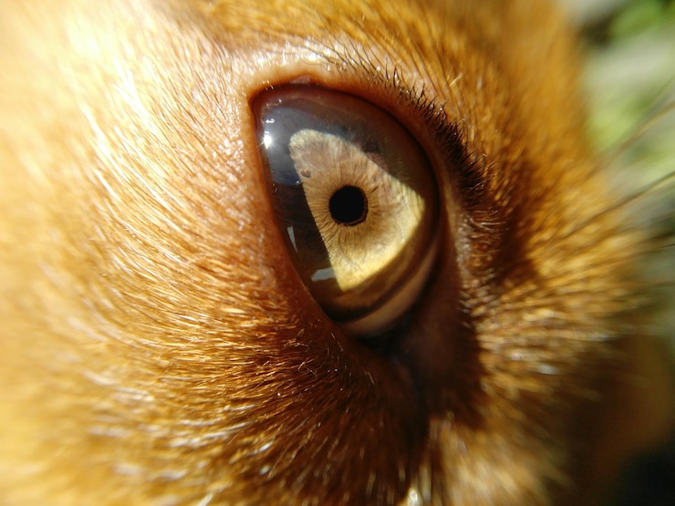Foto close-up do olho