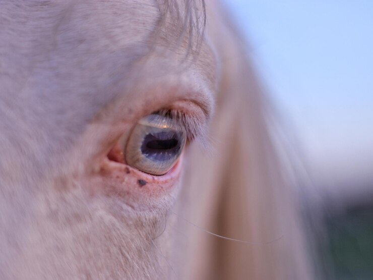 Foto close-up do olho