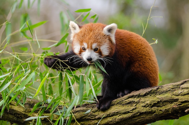 Foto close-up do panda vermelho