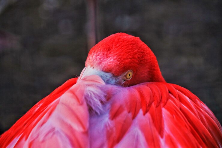 Foto close-up do pássaro vermelho