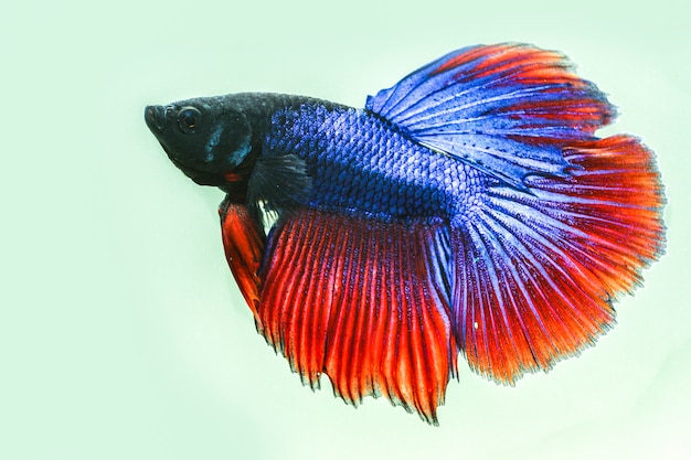 Close-up do peixe betta